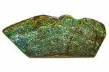 Flashy Ammolite (Fossil Ammonite Shell) - Greens & Purples #336371-1